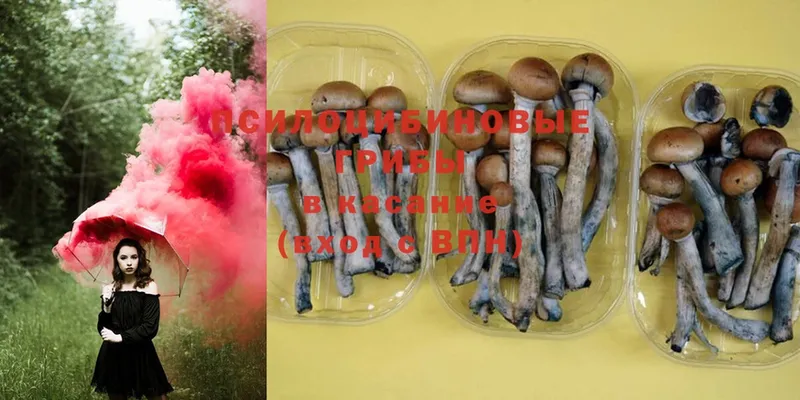 MEGA   Кущёвская  Галлюциногенные грибы Psilocybine cubensis 